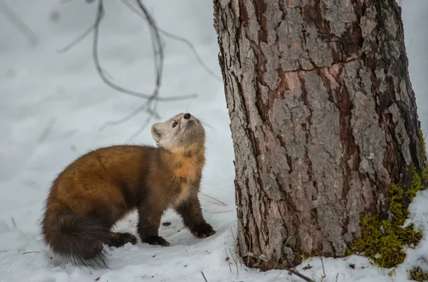 Pine Marten Walking Snow Banff National Park Alberta Canada — Stock Photo, Image