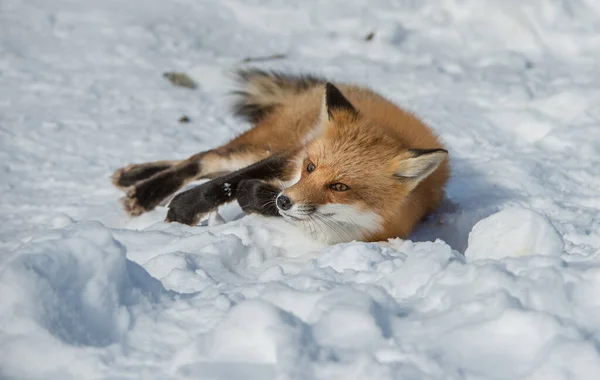 Red Fox Sălbăticie — Fotografie, imagine de stoc