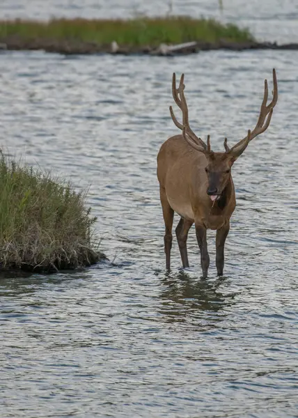 Wapiti État Sauvage — Photo