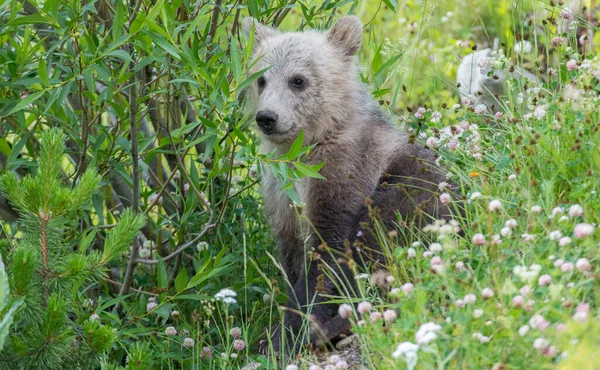 Medvěd Grizzly Divočině — Stock fotografie