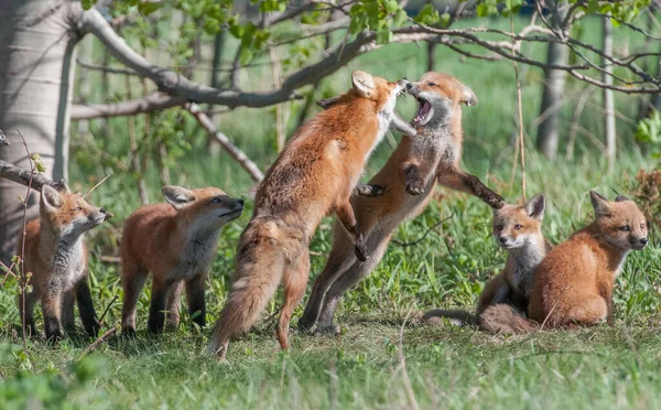 公園で一緒に捕獲されたかわいい赤いキツネ — ストック写真