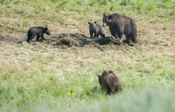 Medvěd Grizzly Divočině — Stock fotografie