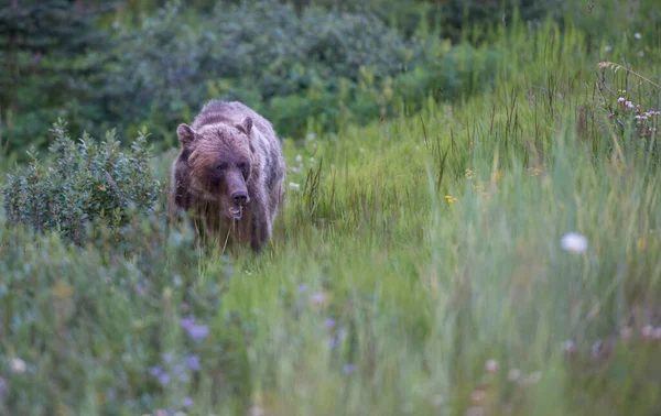 Brungrizzlybjörn Vild Natur — Stockfoto