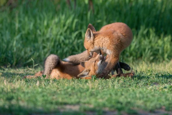 Niedliche Rotfüchse Gemeinsam Park Gefangen — Stockfoto