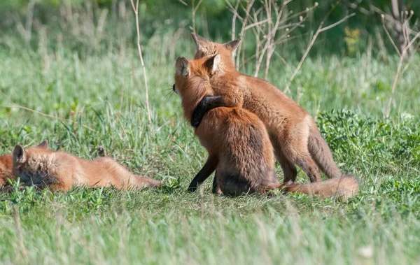 Carino Volpi Rosse Insieme Catturati Parco — Foto Stock