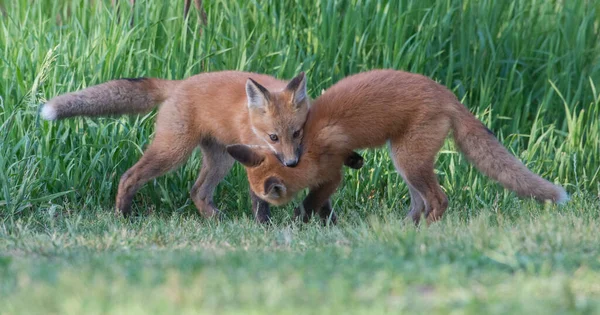 公園で一緒に捕獲されたかわいい赤いキツネ — ストック写真