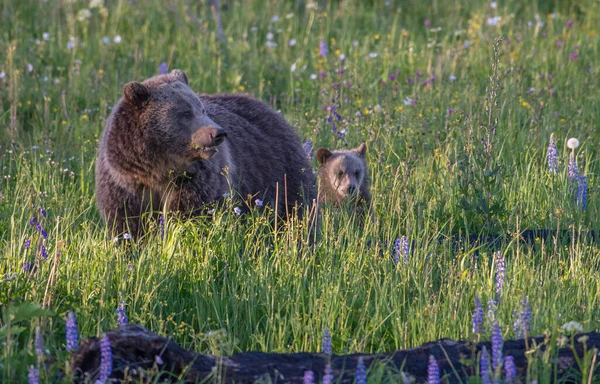 Grizzlis Dans Nature — Photo