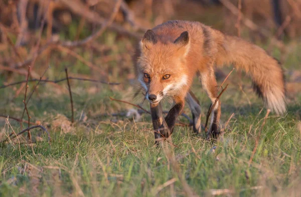 Malerischer Blick Auf Den Schönen Rotfuchs Park — Stockfoto