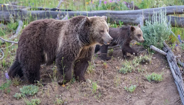 Grizzlis Dans Nature — Photo