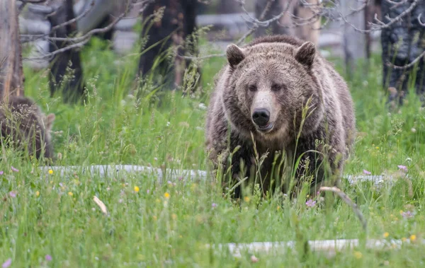 Medvědi Grizzly Divočině — Stock fotografie