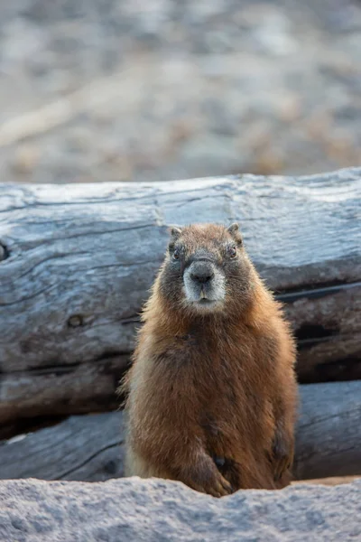 Primer Plano Marmota Naturaleza Salvaje —  Fotos de Stock