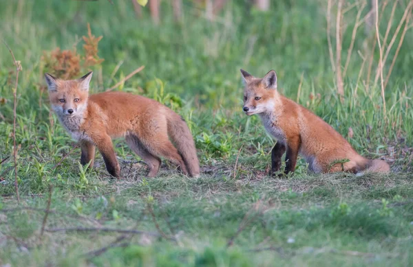 自然の中で一緒にかわいい赤狐 — ストック写真