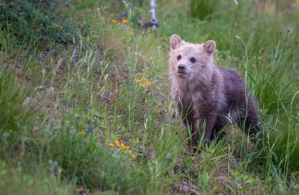 Urso Pardo Natureza — Fotografia de Stock