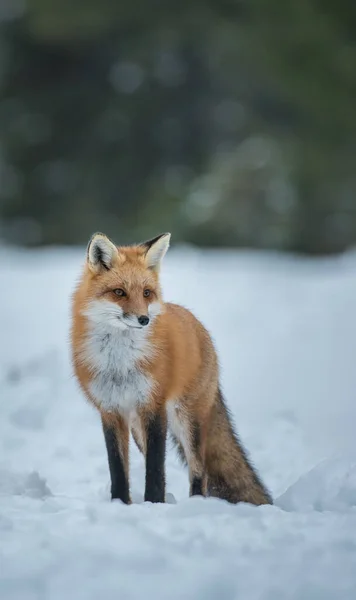 Volpe Rossa Natura — Foto Stock