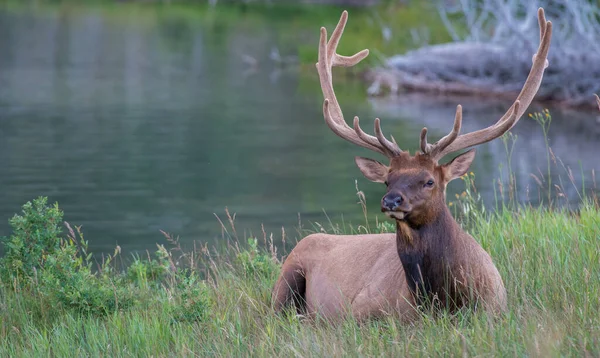 Wapiti État Sauvage — Photo