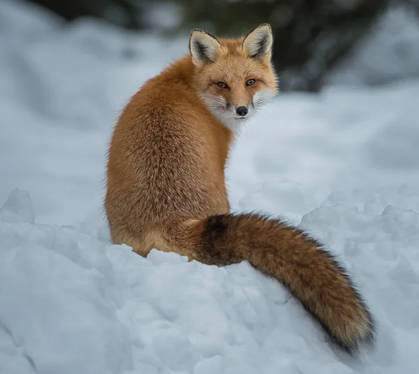 Volpe Rossa Natura — Foto Stock