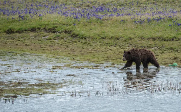 Brown Grizzly Bear Wild Nature — Stock Photo, Image