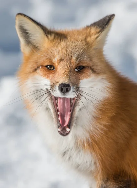 Lisica Czerwona Środowisku Naturalnym — Zdjęcie stockowe