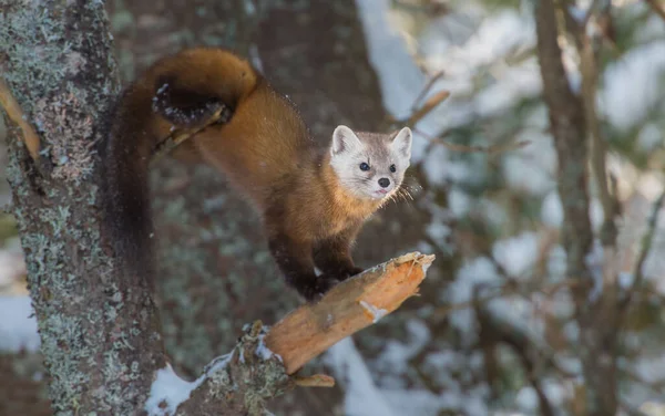 Pine Marten Duduk Pohon Taman Nasional Banff Alberta Kanada — Stok Foto