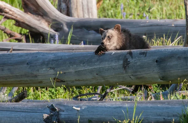 Grizzlybär Freier Wildbahn — Stockfoto