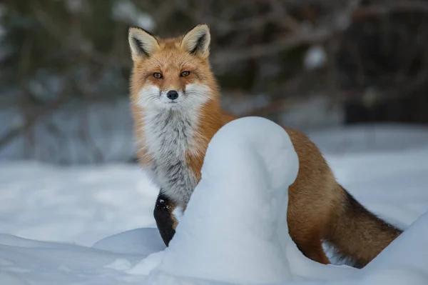 Renard Roux Dans Nature — Photo