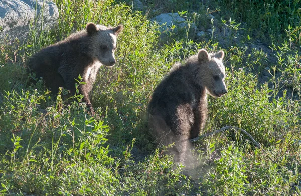 Urso Pardo Natureza — Fotografia de Stock