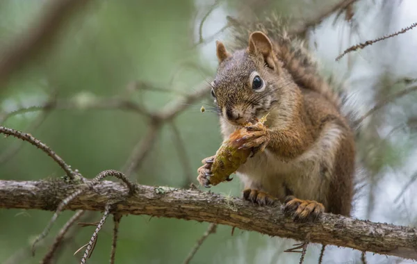 Red Squirrel Wild — Stock Photo, Image