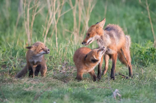 Schattige Rode Vossen Samen Gevangen Park — Stockfoto