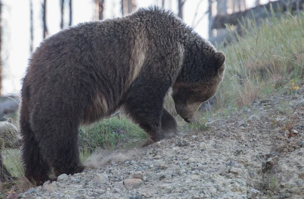 Grizzlis Dans Nature — Photo