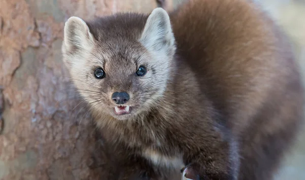 Pine Marten Sentado Árvore Banff National Park Alberta Canadá — Fotografia de Stock