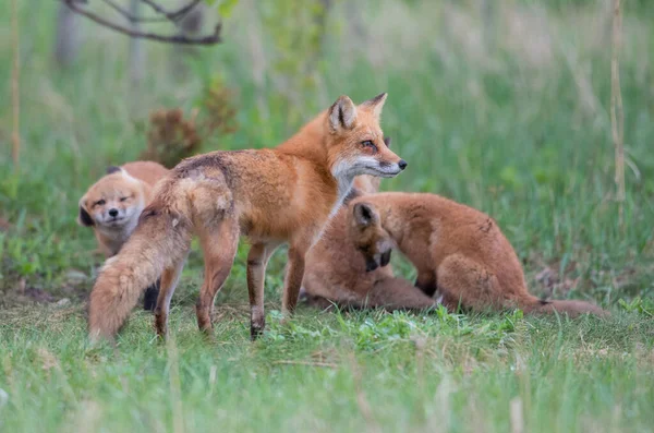 Carino Volpi Rosse Insieme Catturati Parco — Foto Stock