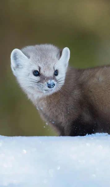 Pine Marten Walking Snow Banff National Park Alberta Canada — Stock Photo, Image