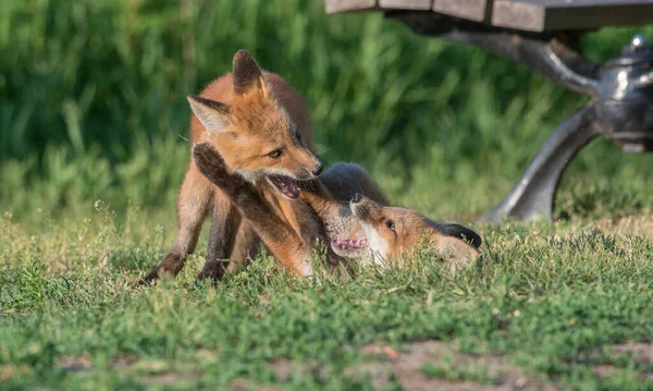 Roztomilé Červené Lišky Spolu Přírodě — Stock fotografie