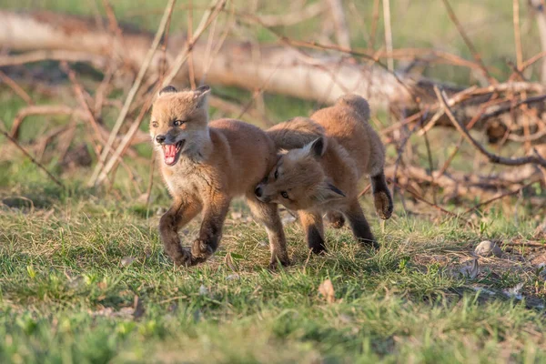 Schattige Rode Vossen Samen Gevangen Park — Stockfoto