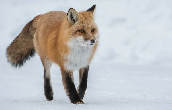 Renard Roux Dans Nature — Photo