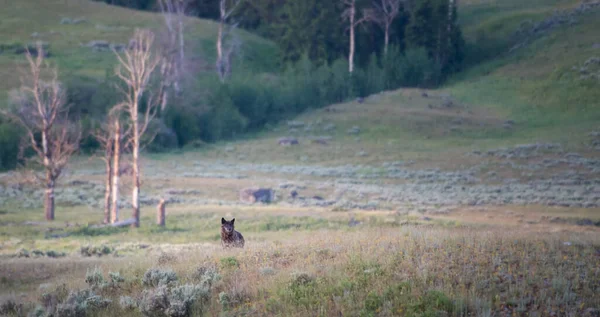 Black Wolf Wild Nature — Stock Photo, Image