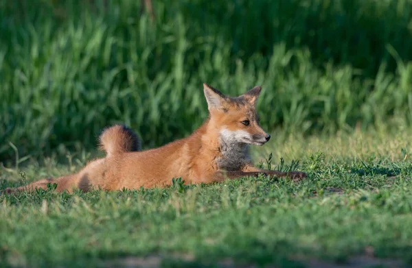 Niedliche Rotfüchse Auf Gras Wilder Natur — Stockfoto