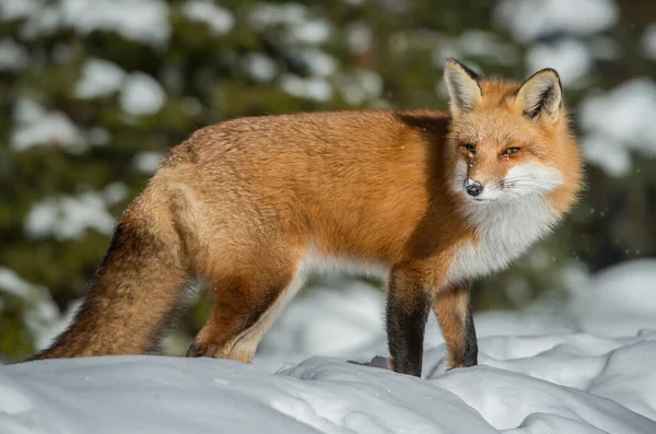 Renard Roux Dans Nature — Photo