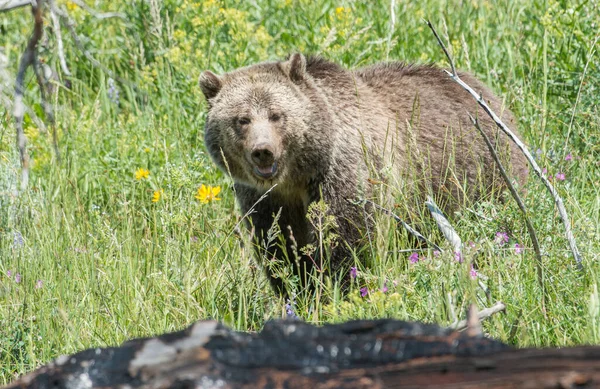 Niedźwiedź Grizzly Dziczy — Zdjęcie stockowe