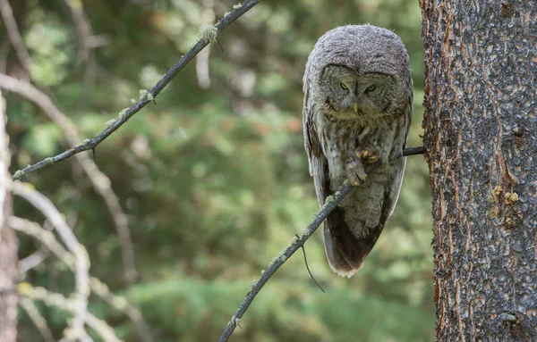 カナダのアルベルタにある野生のフクロウです — ストック写真