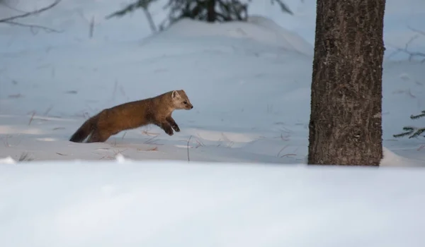 Pine Marten Wandelen Sneeuw Banff National Park Alberta Canada — Stockfoto