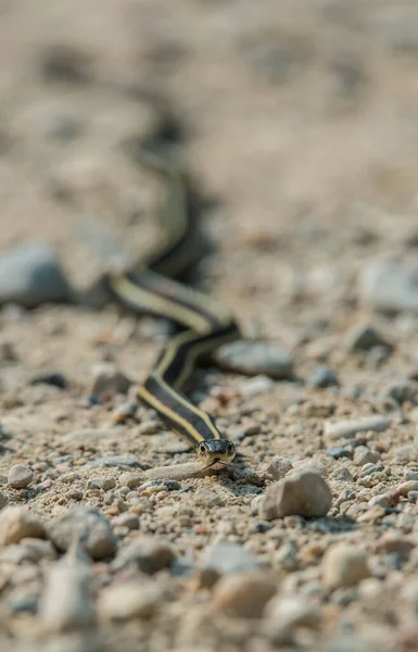Detailní Pohled Plazení Hadů Zemi — Stock fotografie