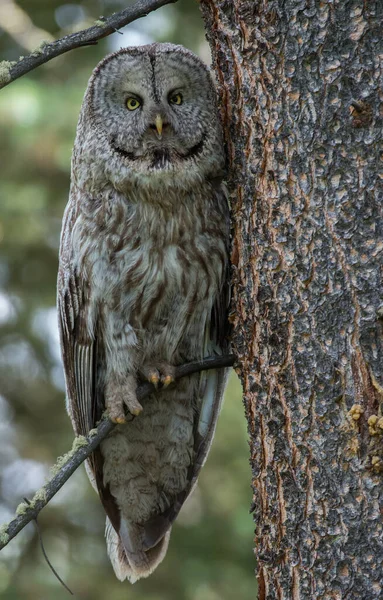 Great Grey Owl Wild Nature Alberta Canada — Stock Photo, Image