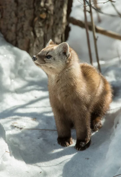 Martora Pino Che Cammina Sulla Neve Nel Banff National Park — Foto Stock