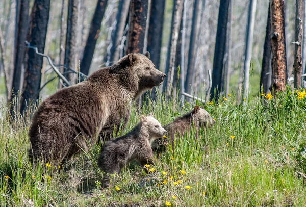 Grizzly Beer Het Wild — Stockfoto