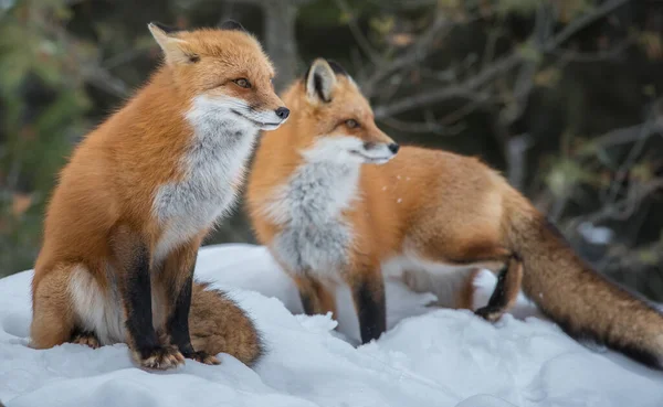 Red Fox Wild — Stock Photo, Image