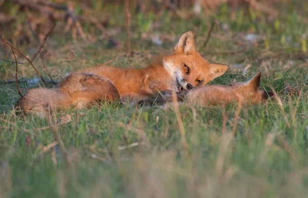 Lindos Zorros Rojos Juntos Hierba Naturaleza Salvaje — Foto de Stock