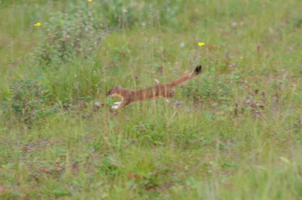 Vahşi doğada uzun kuyruklu gelincik