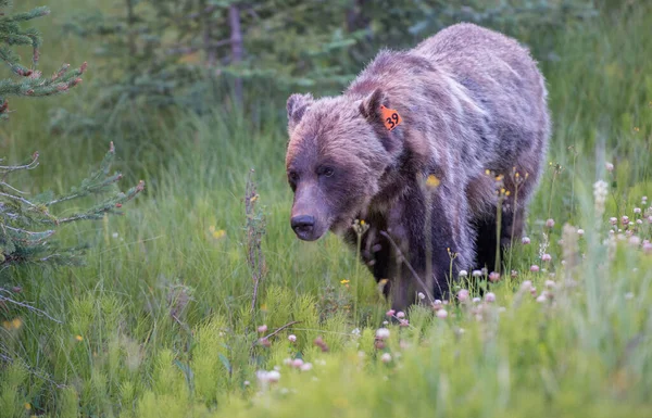 Urso Pardo Natureza — Fotografia de Stock