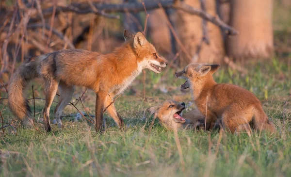 Lindos Zorros Rojos Juntos Naturaleza — Foto de Stock